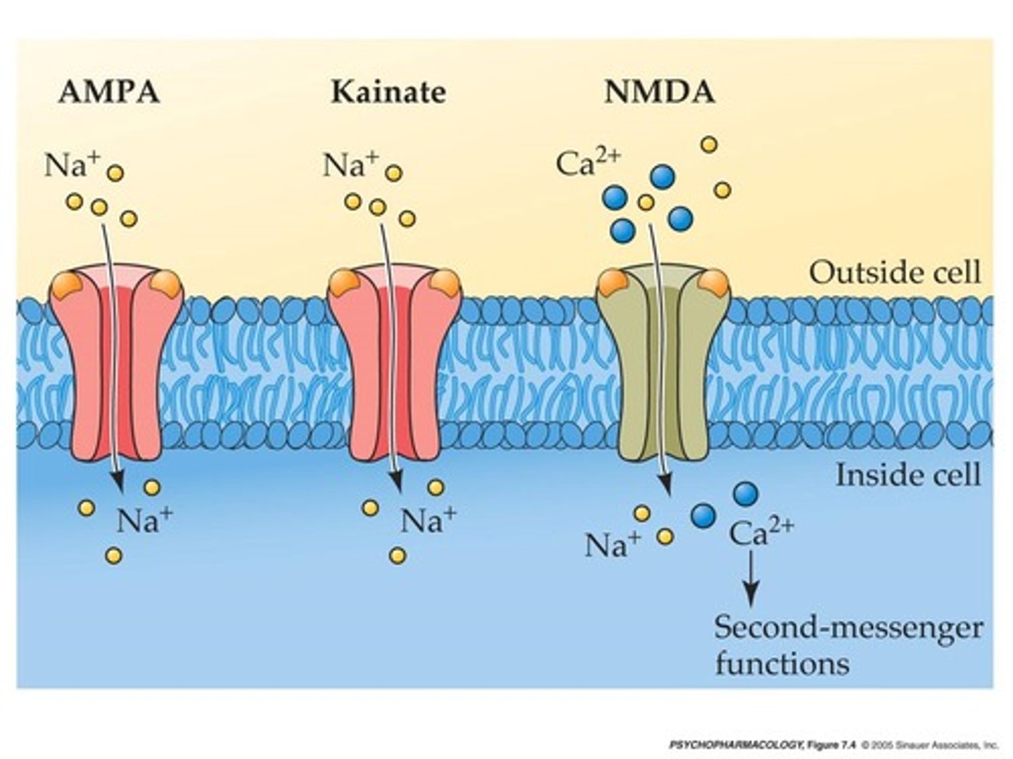 <p>ion channels that open after the neurotransmitter binds. Small ions (Na+, K+, Ca2+, or Cl-) then move across the membrane to create electrical currents</p>