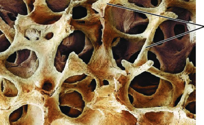 <p>What are the structures being indicated in the image?</p>
