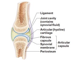 synovial capsule, synovial membrane, synovial fluid, ligaments, and bursa