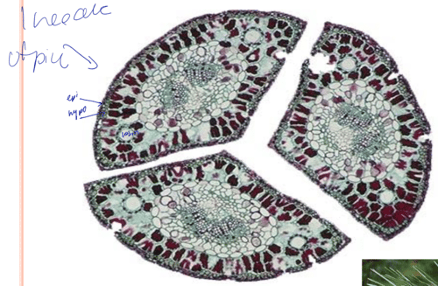 <p>Mesophyll cells look the same; no distinct palisade and spongy parenchyma (Pinus)</p>