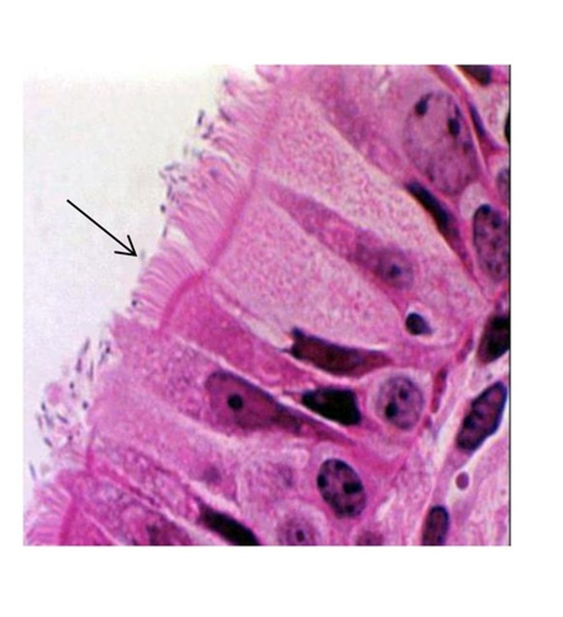 <p>cylindrical structures composed of microtubules; Function- motile, move in specific direction to move fluid or particles;</p><p>Location- pseudostratified columnar epithelium of respiratory system; parts of reproductive tract.</p>