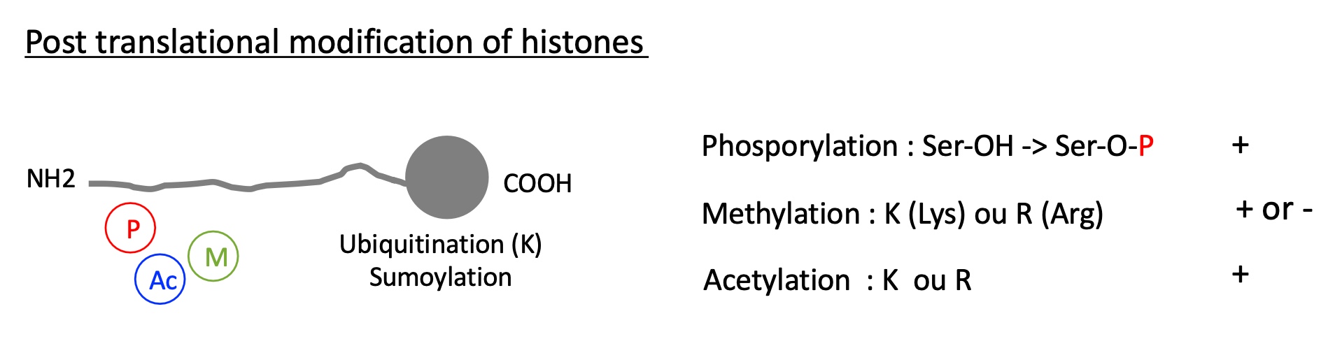 <p>1.4.2 what are the types of post translational modification histones can undergo ?</p>