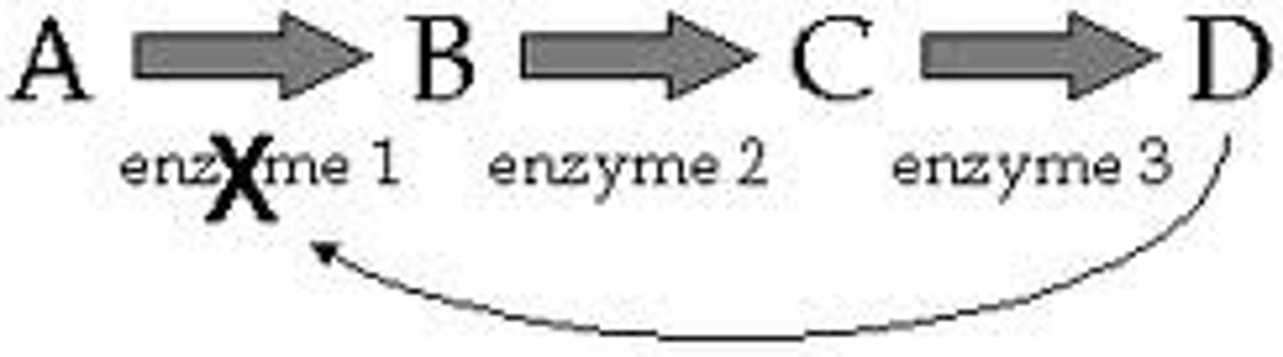 <p>Product of a pathway inhibits an enzyme to regulate the pathway</p>