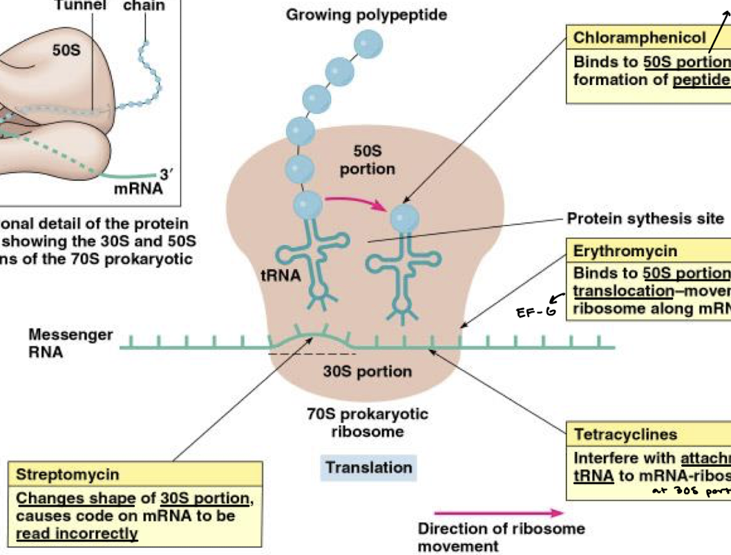 <p>Changes the shape of the 30S portion of the ribosome, causing the code on mRNA to be read incorrectly.</p>