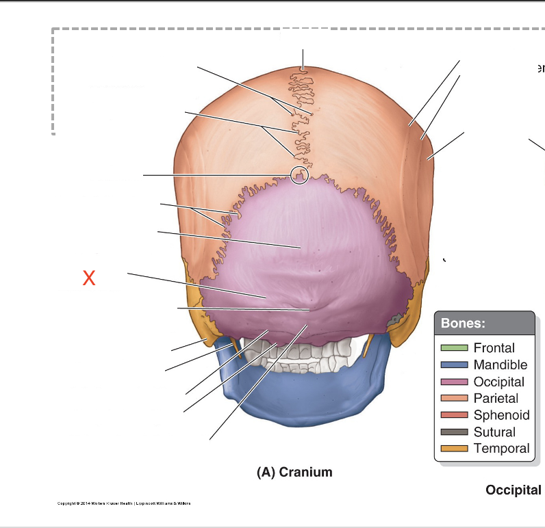 <p>Name the area marked “X”</p>