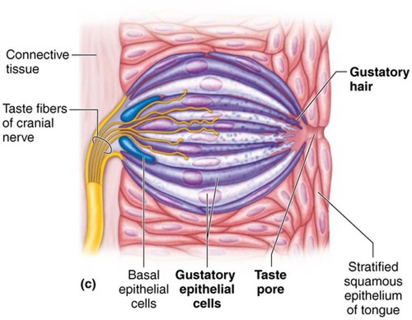 <p>Structures containing taste receptors located in oral cavity.</p>