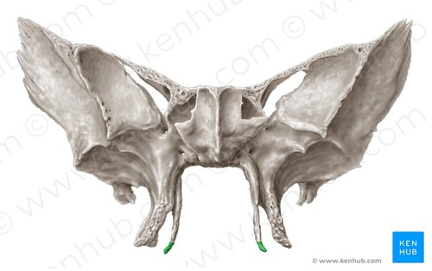 knowt flashcard image