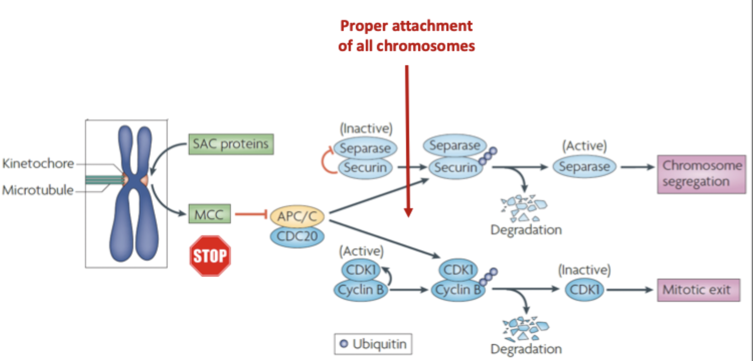 <ul><li><p>degradation of securin → activates separase → chromosome segregation (separase cuts cohesin at centromere)</p></li><li><p>degrade cyclin B (activator of CDK1) → inactivates CDK1 → mitotic exit</p></li></ul><p></p>