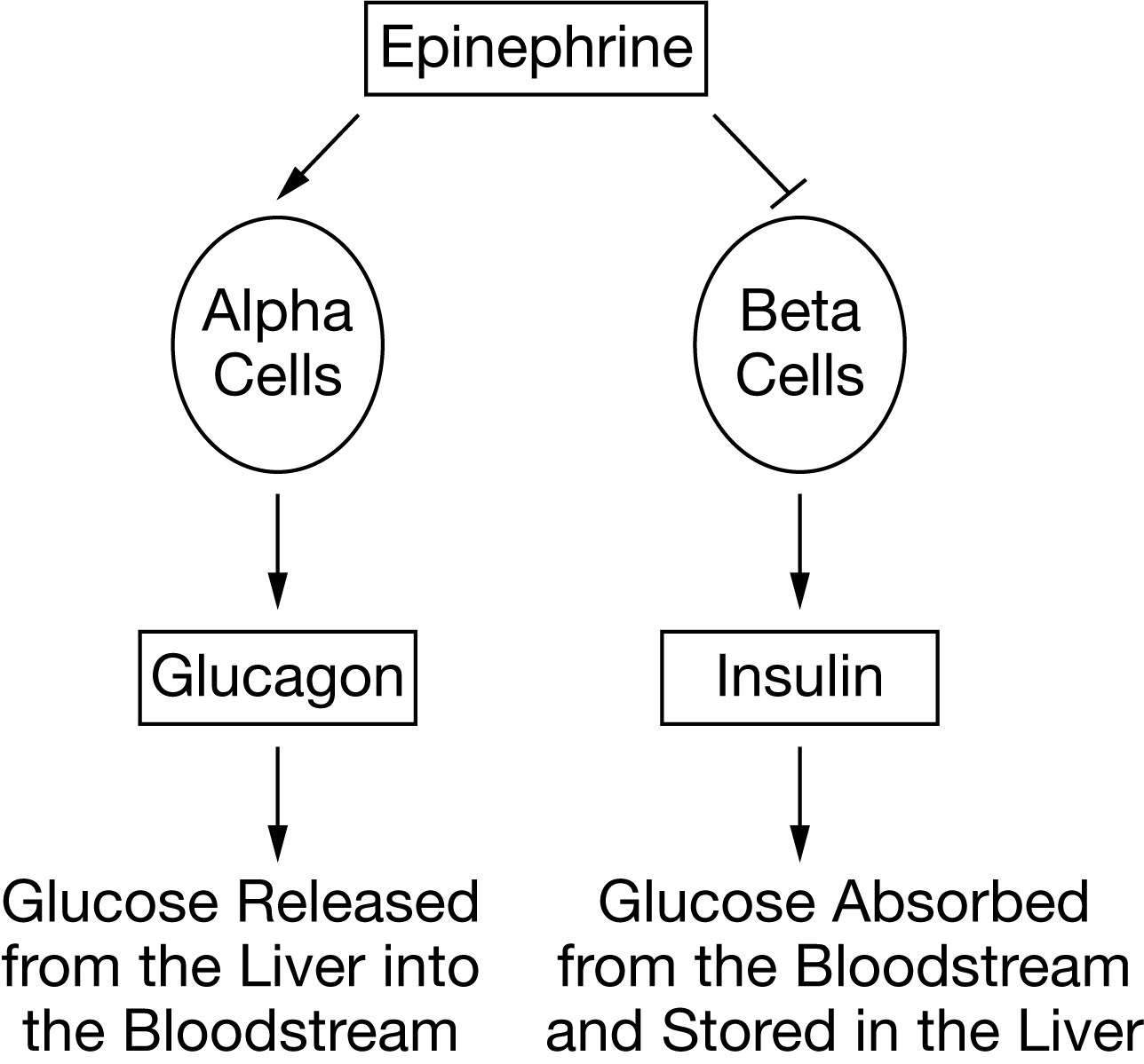 <p>Figure 1. A model of epinephrine signaling</p><p>Two types of cells, alpha and beta cells, produce signaling molecules that affect blood sugar levels in opposite ways (Figure 1). Epinephrine is a chemical, often released during periods of exercise, that ultimately causes an increase in blood sugar levels in the body.</p><p style="text-align: start">Based on Figure 1, which of the following best explains how exercise causes blood glucose levels to rise?</p><ul><li><p><strong>A: </strong><span>Epinephrine inhibits alpha cells, causing the release of glucagon, and activates beta cells, blocking the release of insulin.</span></p><p></p></li><li><p><strong>B: </strong><span>Epinephrine activates alpha cells, blocking the release of glucagon, and inhibits beta cells, causing the release of insulin.</span></p><p></p></li><li><p><strong>C: </strong><span>Epinephrine activates alpha cells, causing the release of glucagon, and inhibits beta cells, blocking the release of insulin.</span></p><p></p></li><li><p><strong>D: </strong><span>Epinephrine activates alpha cells, causing the release of glucagon, and inhibits beta cells, blocking the release of insulin.</span></p></li></ul>