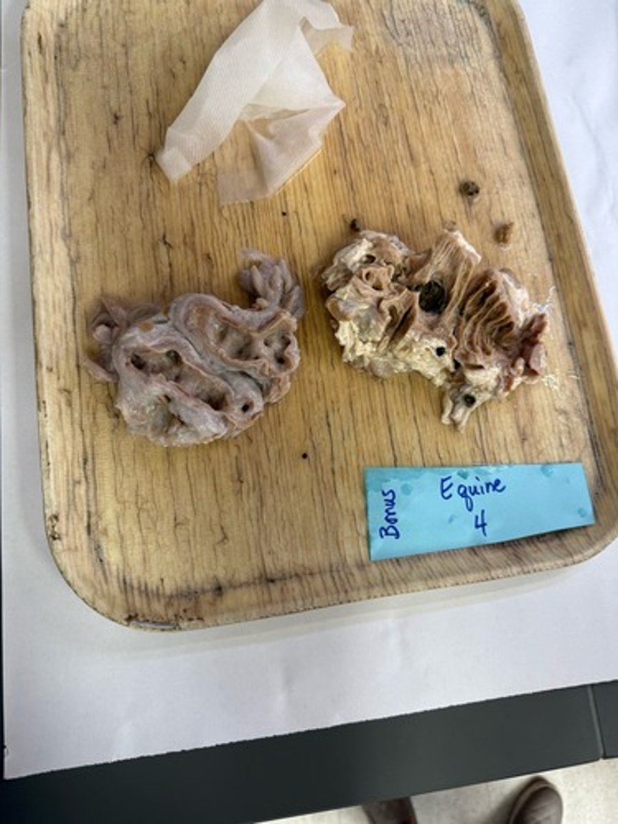 <p>Whats the lesion?</p>