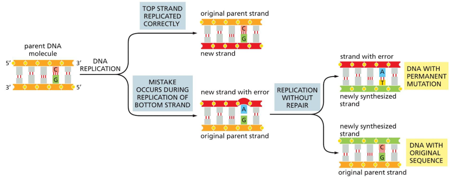 <ul><li><p>if mistake during replication not repaired, mutation occurs and stays in new generations</p></li></ul>