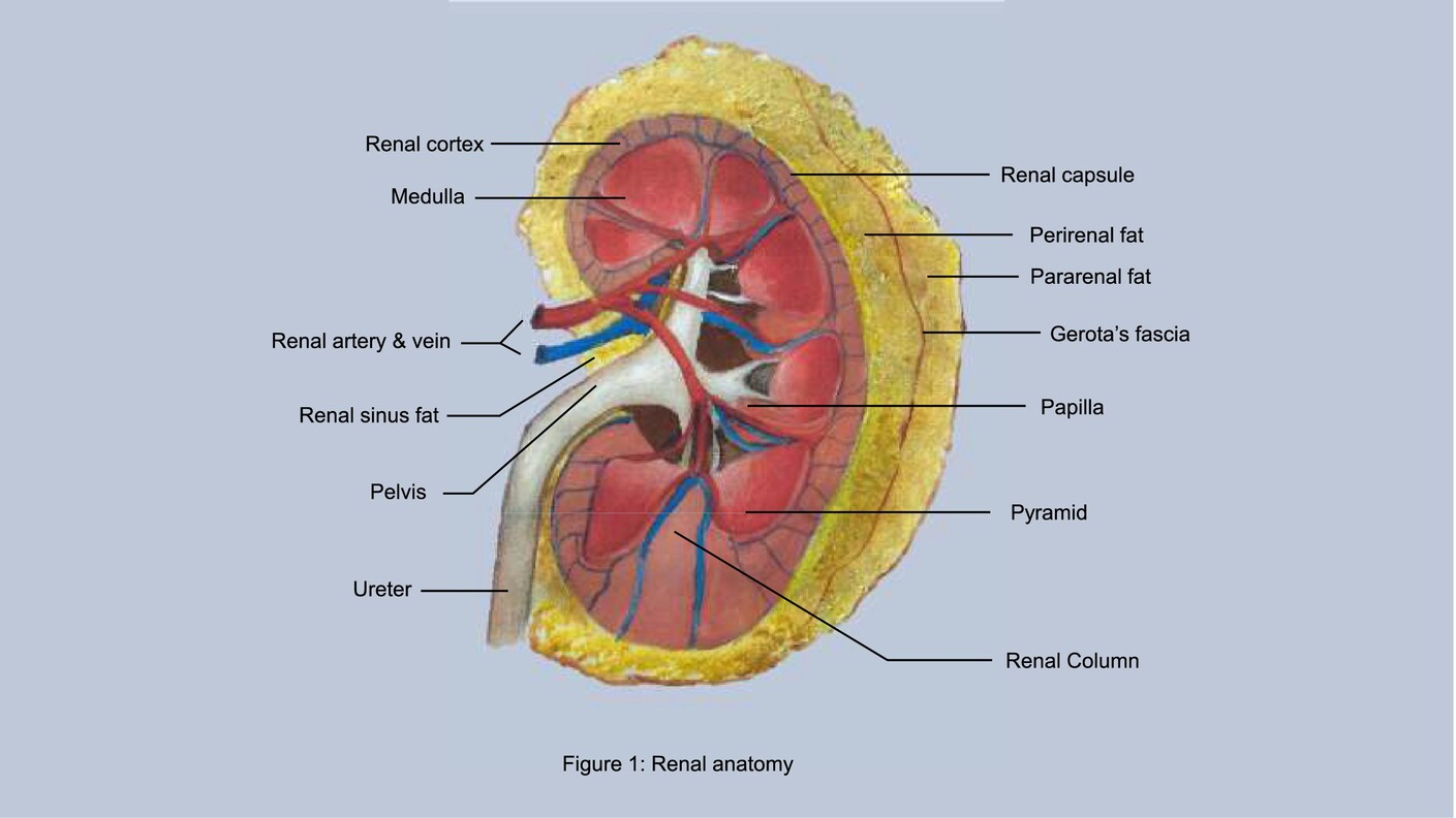 <p>A thick layer of <strong>adipose tissue</strong> that cushions the kidney and helps hold it in place within the abdominal cavity.</p>