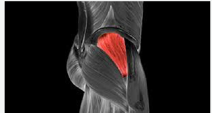 <p>Lower body</p>