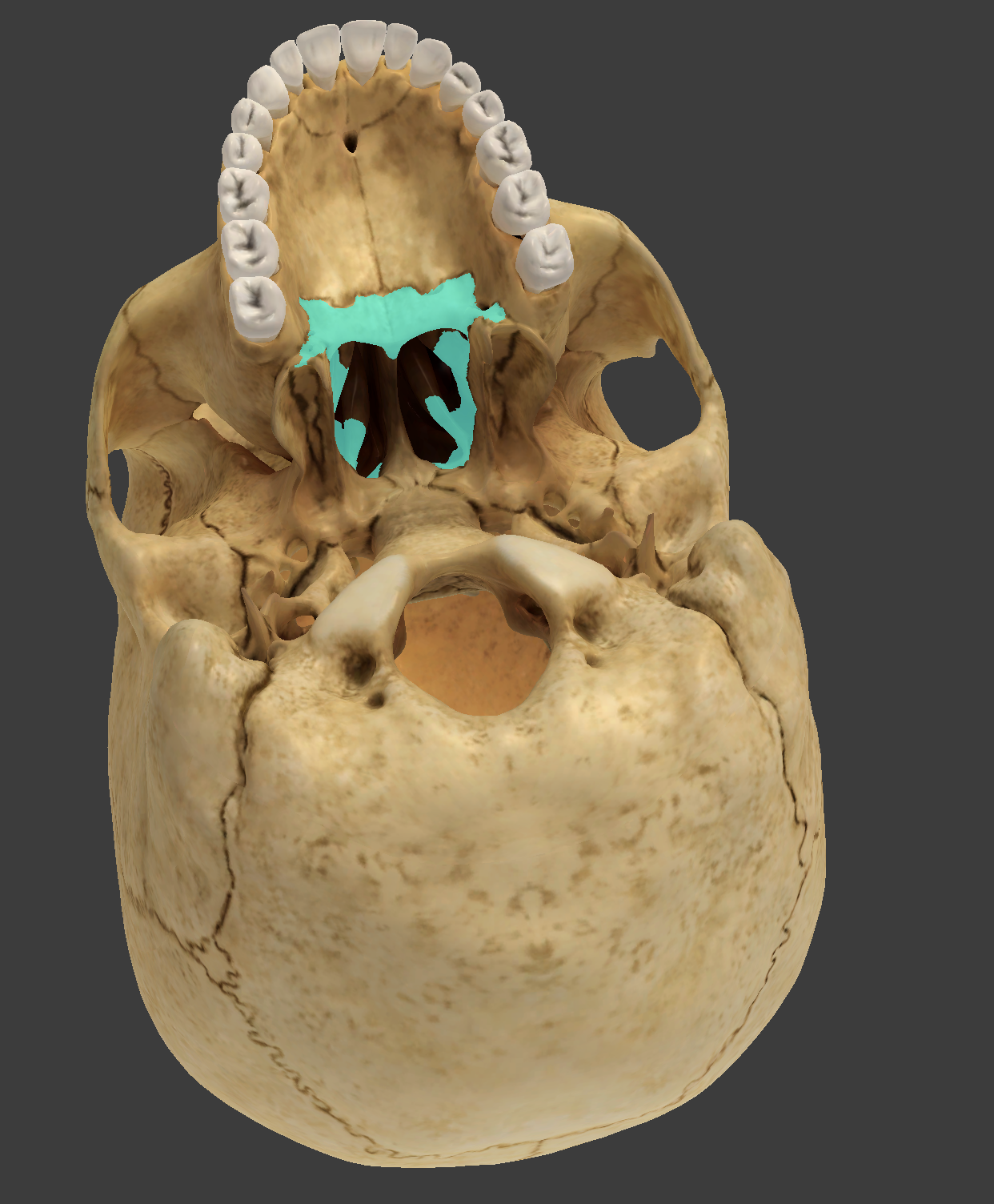 <p>What is this facial bone?</p>