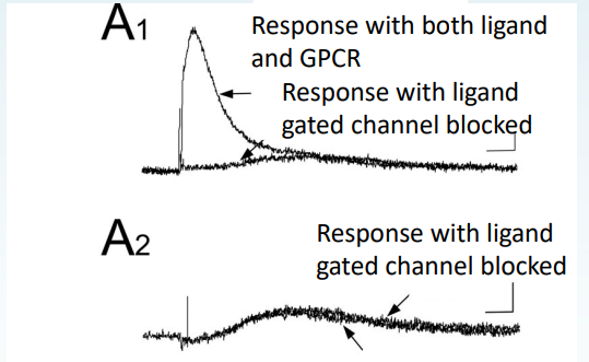 <p>Compare the difference between GPCR responses and ionotropic receptors in terms of rate</p>
