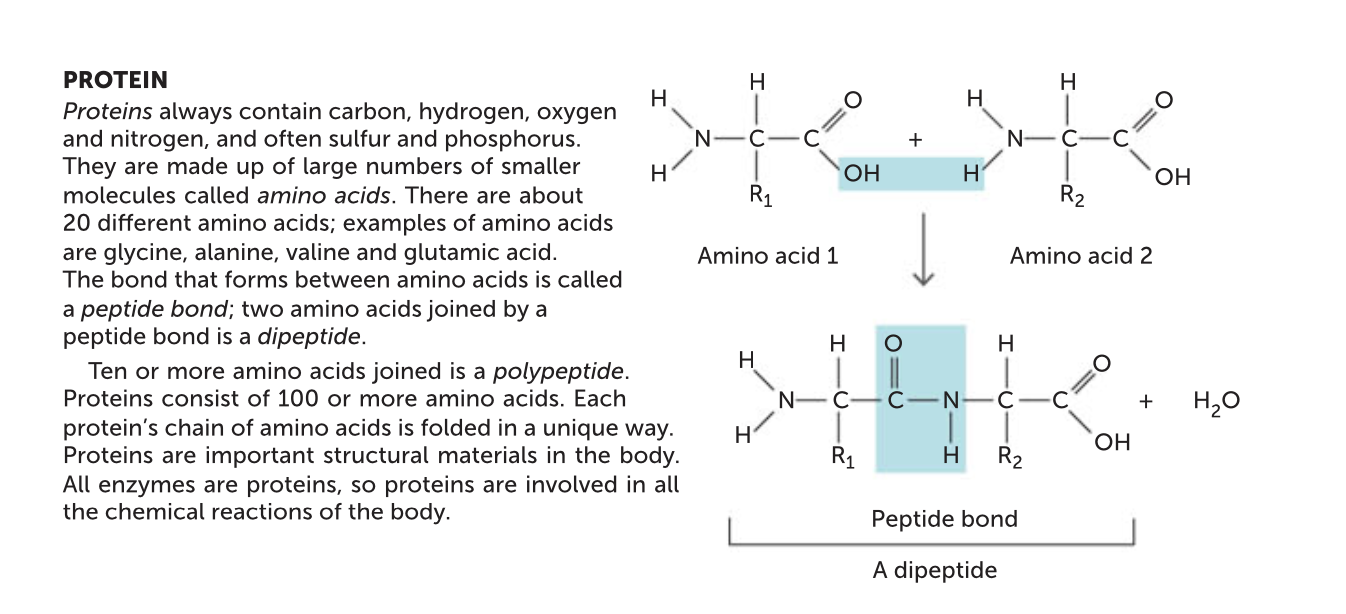 <p>Proteins are organic compounds that are made up of many amino acids. They are used to maintain the structure of the cell and cell signalling. It is also another source of energy. With regards to metabolism, the most important proteins made are enzymes. Enzymes influence metabolism by controlling the chemical reactions that occur in the body. An amino acid is a molecule that contains both an amino group and a carboxylic acid group. When two amino acids bond together, they form a peptide bond, releasing water. There are 20 different amino acids found in proteins, each differing in the structure of the side chain. Proteins consist of 100 or more amino acids. Each protein has a characteristic shape due to the folding of the chain. Shorter length amino acids include dipeptides, with two amino acids joined and polypeptides, made up of more than 10 amino acids. </p>