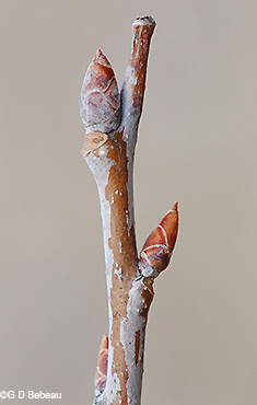 <p>Common name: Bigtooth aspen</p><p></p><p>Genus: Populus</p><p></p><p>Species: grandidentata</p><p></p><p>Family: Salicaceae</p>
