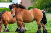 <p>Identify the breed of horse? </p>