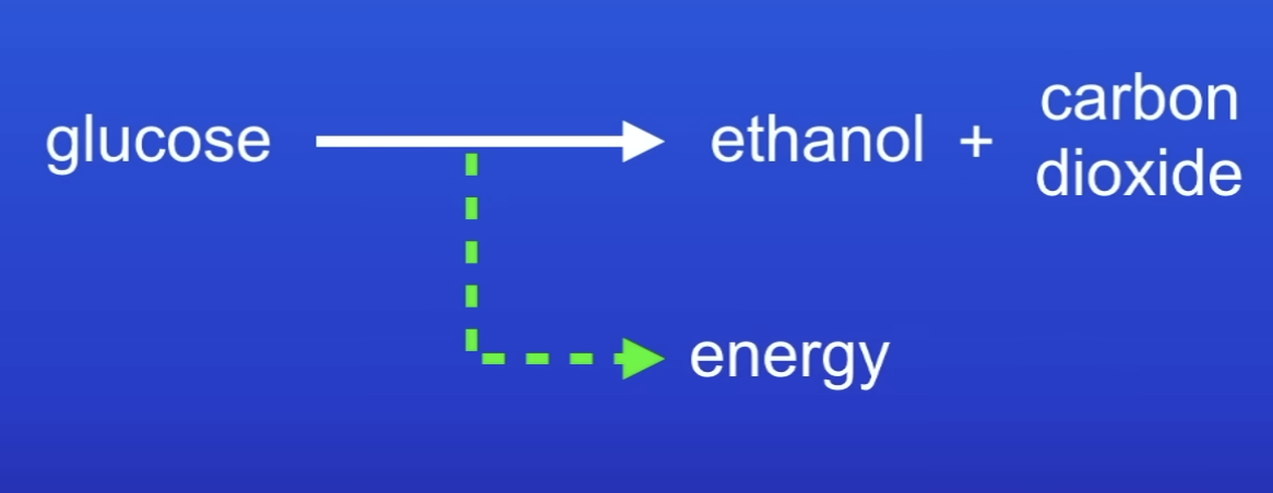 <p>glucose → ethanol + carbon dioxide</p>