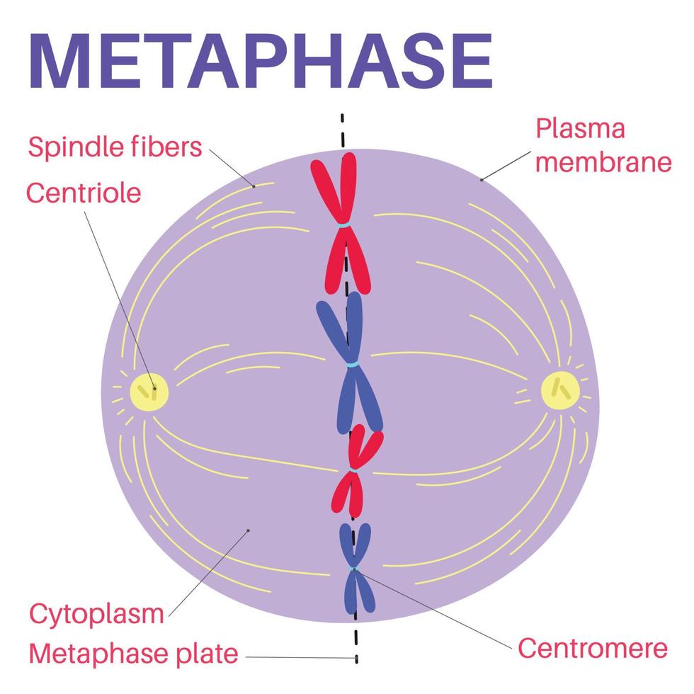 <p>A stage of mitosis during which duplicated chromosomes line up at the center of the cell with each chromosome attached to the mitotic spindle.</p>