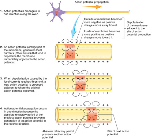 an action potential at one site causes an action potential at the next location by stimulating voltage gated Na+ channels in adjacent regions of the membrane
