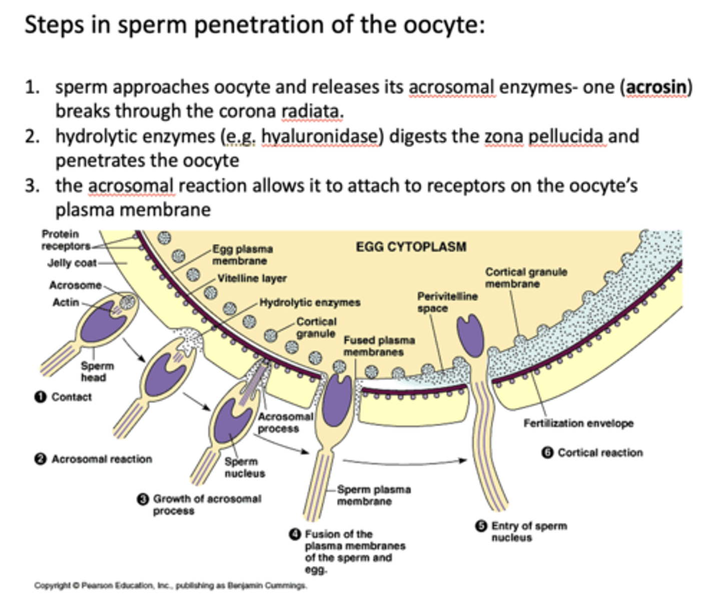 <p>acrosin</p>