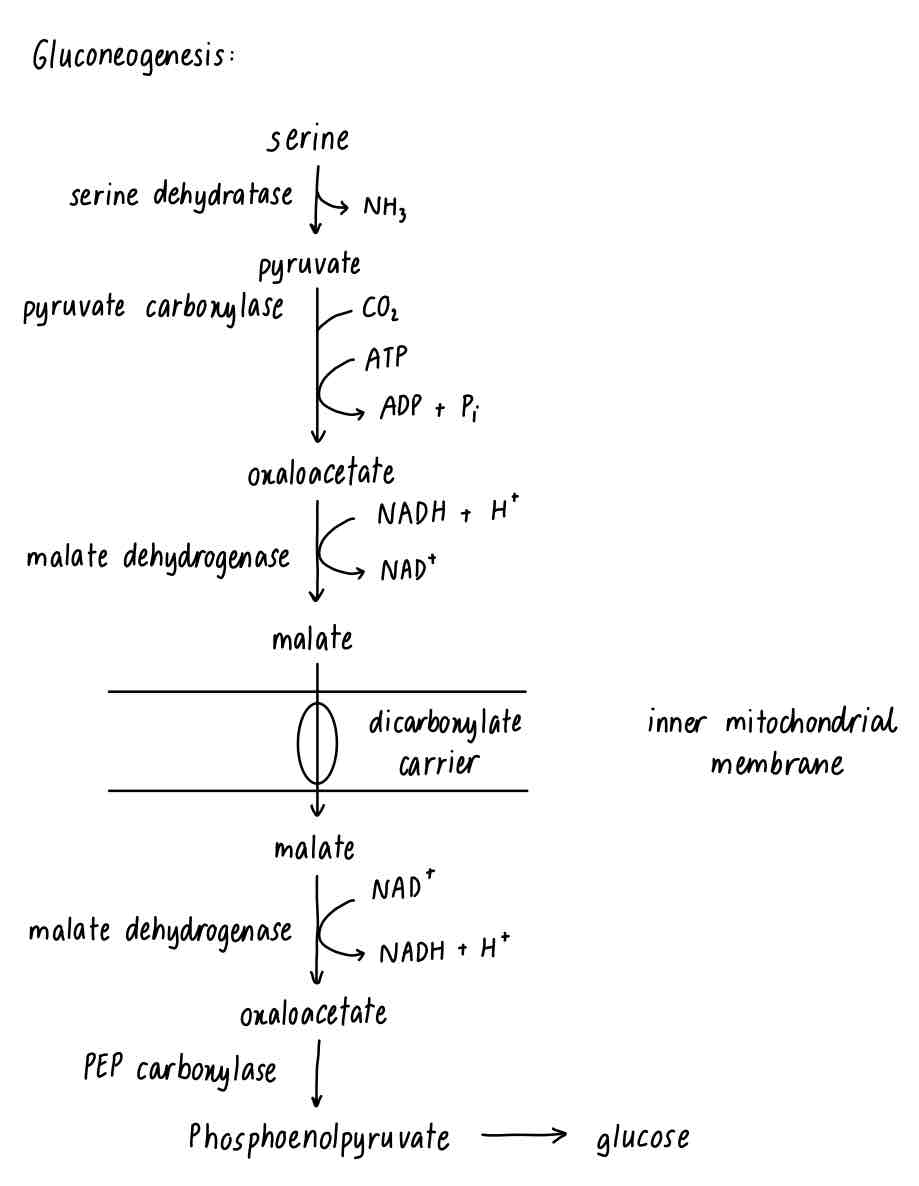 <p>Gluconeogenesis</p>