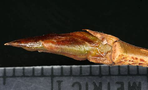 <p>Salicaceae Populus angustofolia , narrowleaf cottonwood</p>
