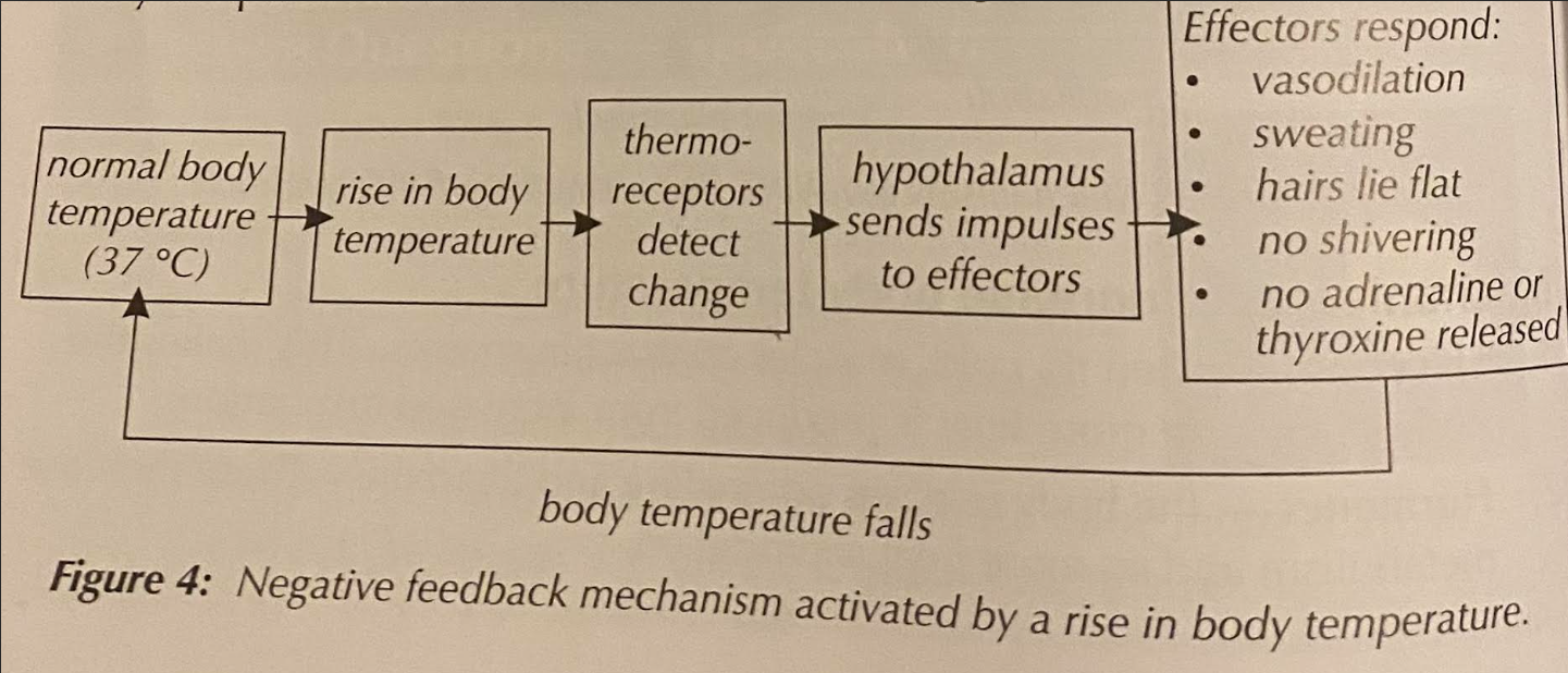 <p>they <strong>reduce</strong> body temperature by:</p><p><strong><em>-sweating</em></strong></p><p><strong><em>-hairs lie flat</em></strong></p><p><strong><em>-vasodilation</em></strong></p><p>[effectors respond to<strong> <u>increase heat loss</u> </strong>from the body]→ mention when asked how is body temp controlled&nbsp;</p>