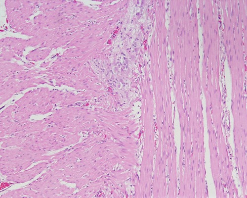 <p>Name the tissue</p>