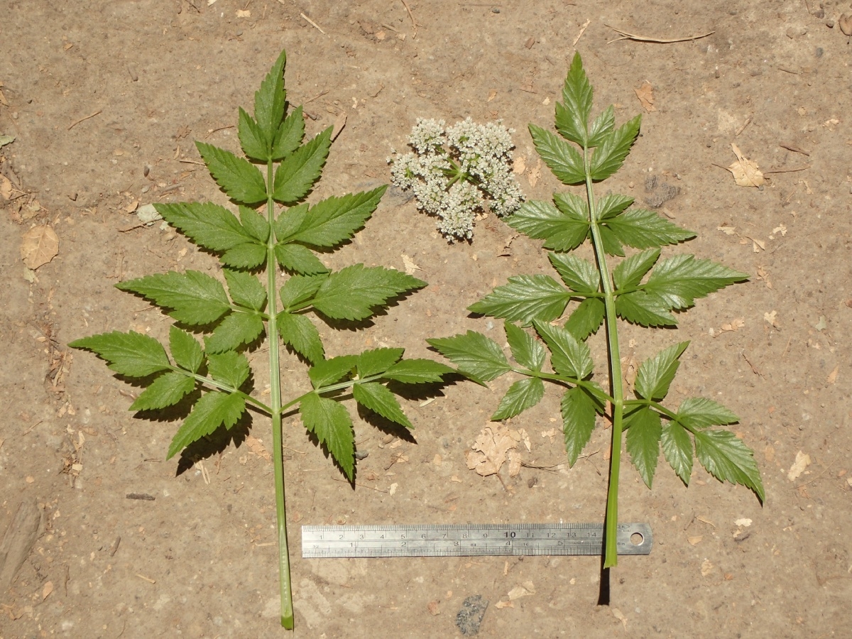 Water hemlock/parsley