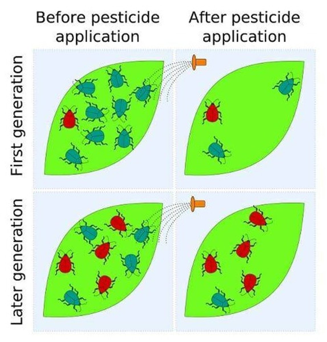 <p>Rapid evolution that can be witnessed, such as changes in pathogens or pests.</p>