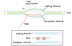 <p>What does RNA polymerase do?</p>