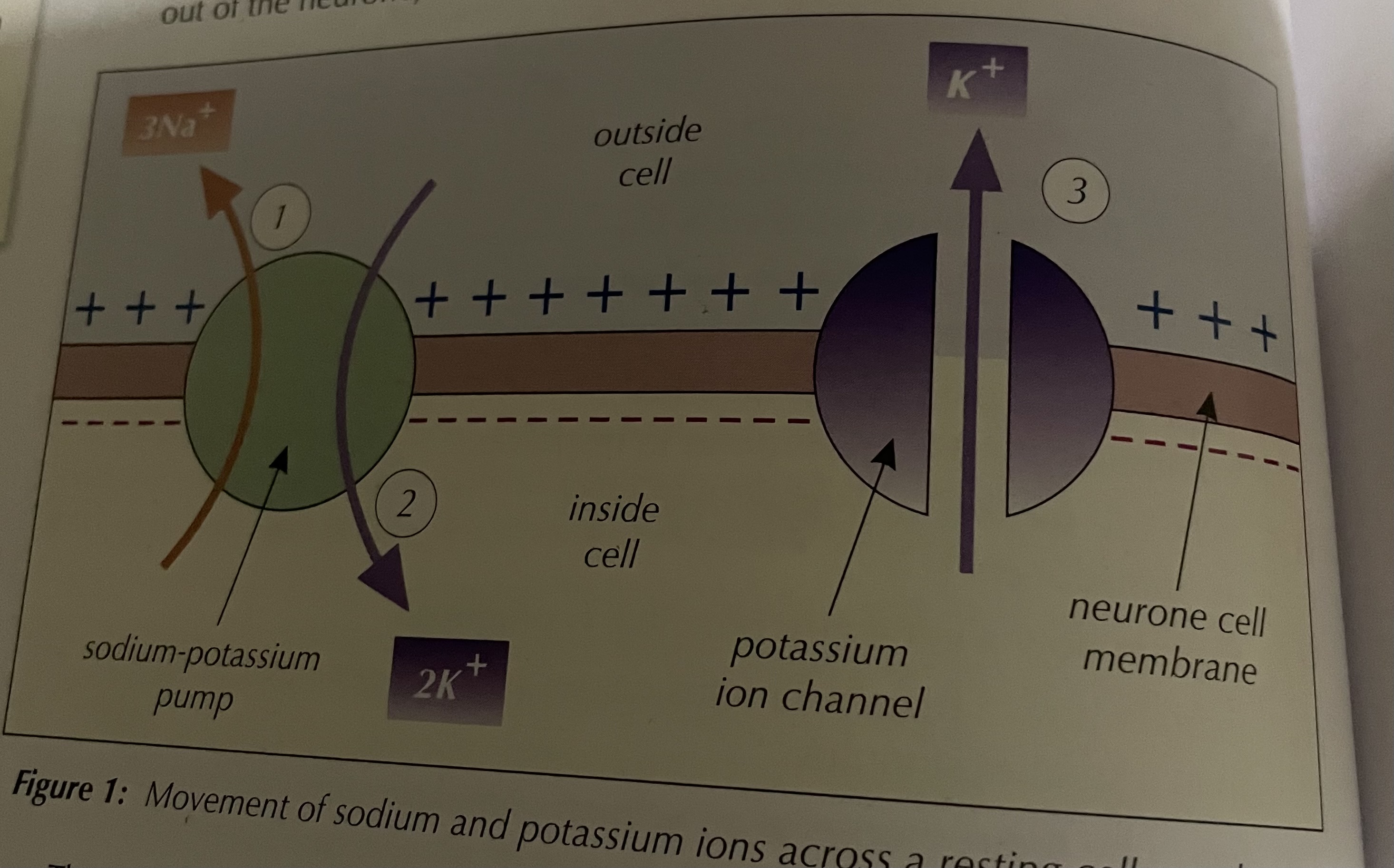 <p>SOPI → sodium out potassium in</p>