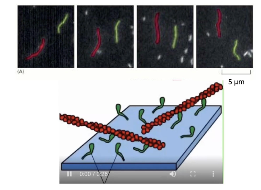 <ul><li><p><strong>Myosin proteins</strong> are fixed (by tails) to microscope slides</p></li><li><p><strong>Fluorescent actin filaments</strong> + <strong>ATP</strong> are added</p></li><li><p>Movement of actin = visual indicator of myosin activity</p></li><li><p><strong>ATP cycle</strong> (binding → hydrolysis → Pi/ADP release) powers motion</p></li><li><p>Movement is caused by <strong>myosin motor heads</strong> cycling through conformations</p></li><li><p>Seen under a microscope as <strong>fluorescent actin motion</strong></p></li></ul><p></p>