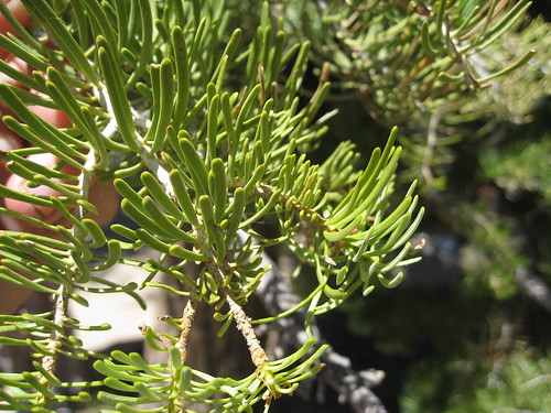 (Abies concolor)