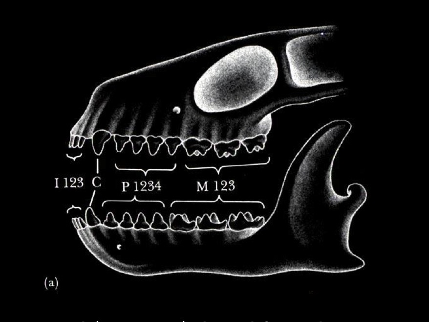 <p>3 incisors, 1 canine, 4 pre molars and 3 molars</p><ul><li><p>for each side (double it for total teeth)</p></li></ul><p></p><p>Formula : 3-1-4-3/3-1-4-3</p><ul><li><p>number of one side / number of other side </p></li><li><p>Incisors - canine - pre molars - molar </p></li></ul><p></p>
