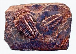 <p>Trilobites</p>