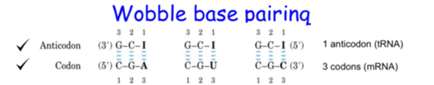 <p>because there are only 32 anticodons and 61 codons, tRNA anticodons must</p>