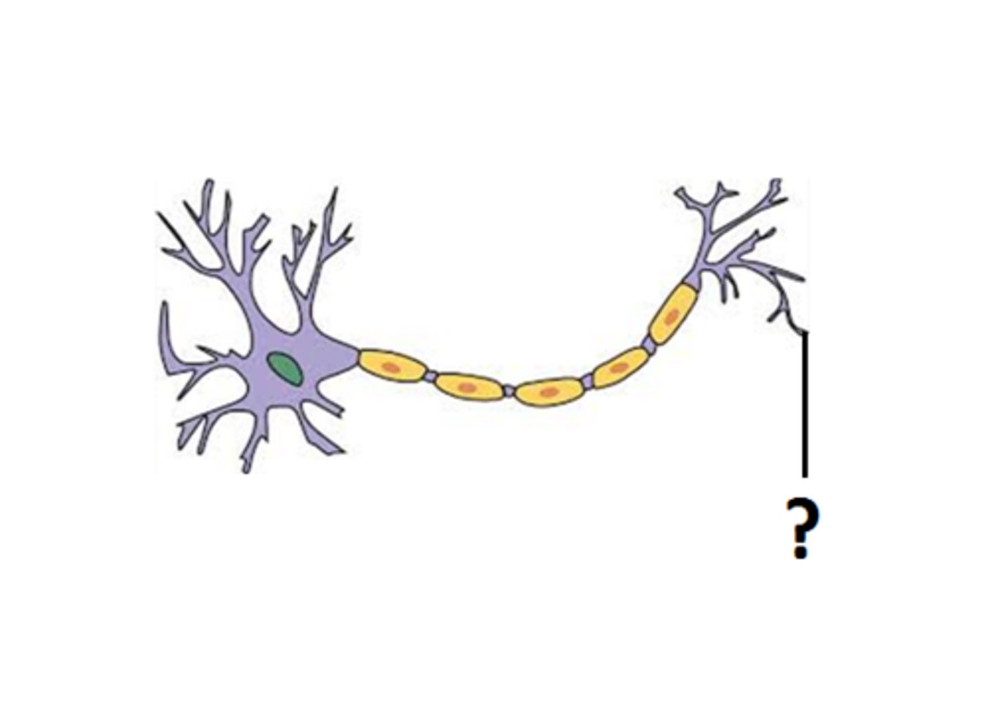 <p>Branches at the end of the axon that are responsible for releasing neurotransmitters into the synapse so that communication can continue between two neurons.</p>