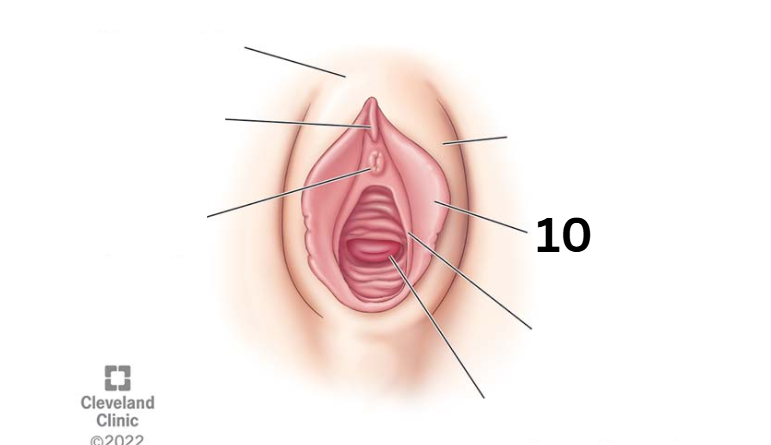 <p>Identity this female reproductive system (marked with 10)</p>