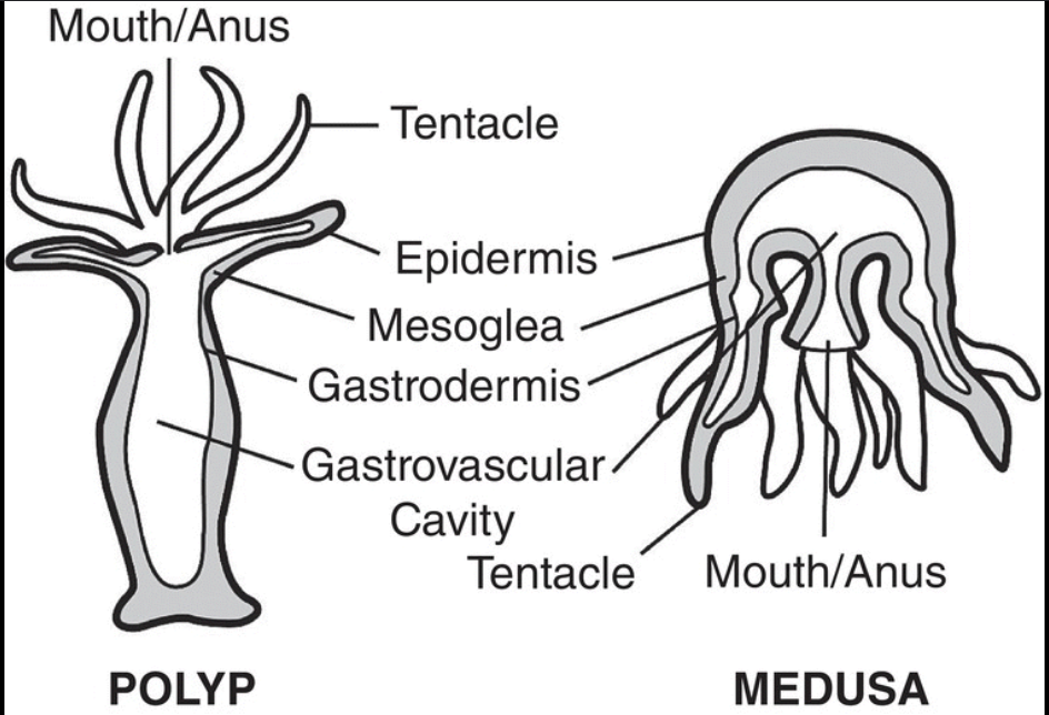 <p>Sessile formations are called polyps, whilst swimming forms are referred to as medusa. The difference between polyp and medusa is that polyp is a fixed, cylindrical structure that symbolizes the asexual stage. Medusa is a free-swimming, umbrella-like structure representing the sexual stage.</p>