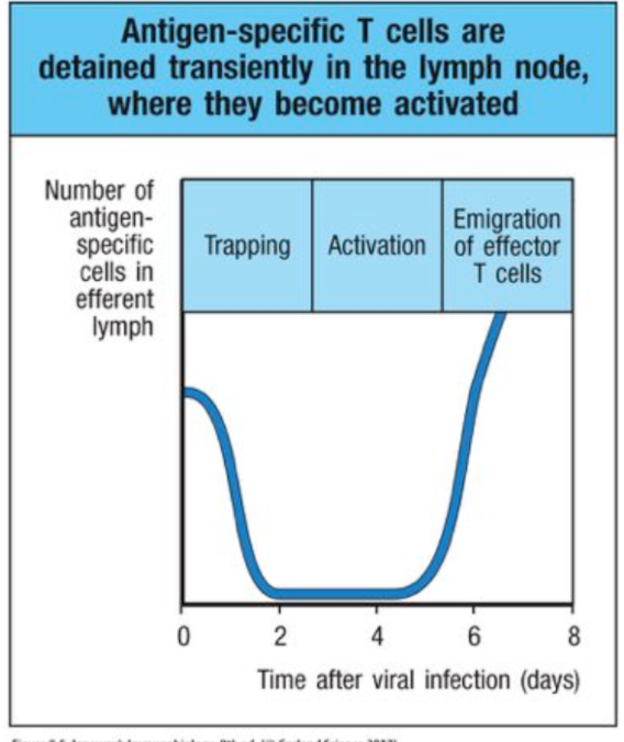 <p>bind to DCs, activated through TcRs</p>