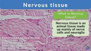 <p>Nervous Tissue</p>