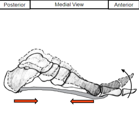 <p>Explain the Plantar Aponeurosis Windlass Effect</p>