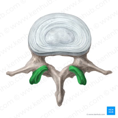<p>joint on the superior facet</p>