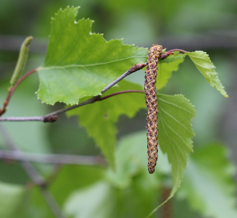 <p>Common name: Gray birch</p><p></p><p>Genus: Betula</p><p></p><p>Species: populifolia</p><p></p><p>Family: Betulaceae</p>