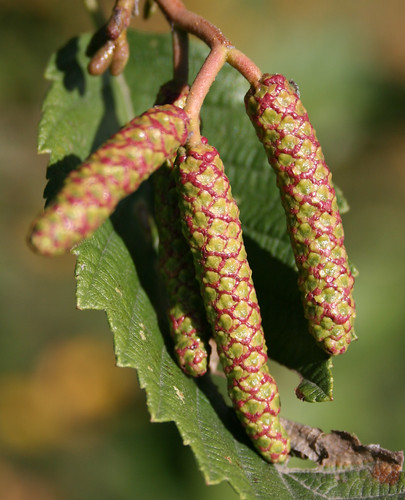 <p>(Alnus rubra)</p>