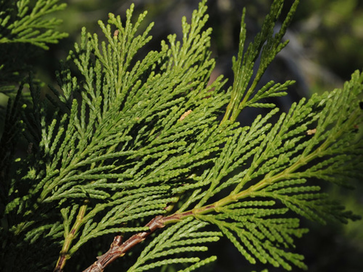 <p>Incense Cedar</p>