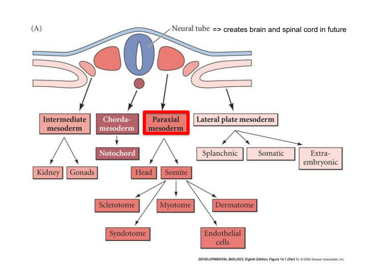 <ul><li><p>4 types of specific mesodermal cells</p><ul><li><p>chordamesoderm (notochord)</p></li><li><p>paraxial (somitic) mesoderm (connective tissue, bone, muscle, cartilage) &gt; make up the somites</p></li><li><p>intermediate mesoderm (urogenital system &amp; adrenals)</p></li><li><p>lateral plate mesoderm (heart, blood vessels &amp; blood cells, body cavities, non-muscular components of the limbs)</p></li></ul></li><li><p>mnemonic &gt; cabbages partake in lesbianism </p></li></ul>